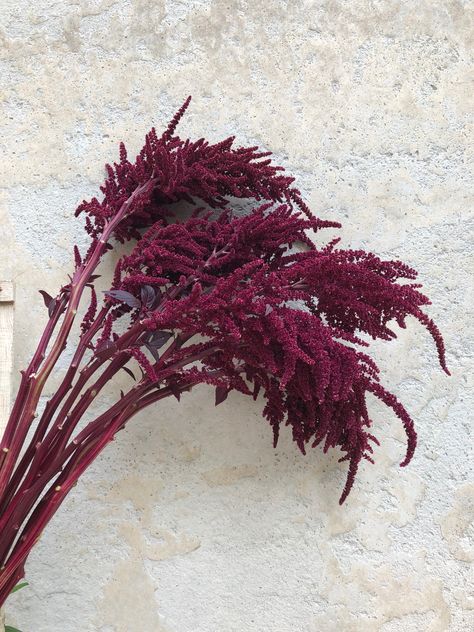 Amaranth Aesthetic, Pink Amaranthus, Amaranth Wedding, Oaxaca Wedding, Amaranth Flower, Dye Garden, Year Round Flowers, Flower Catalog, Aesthetic Material