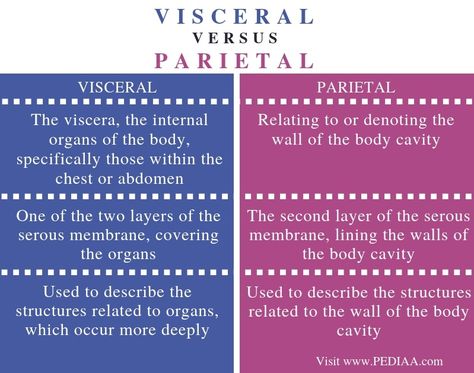 What is the Difference Between Visceral and Parietal - Pediaa.Com Serous Membrane, Thoracic Cavity, Body Organs, What Is The Difference Between, Anatomy And Physiology, Human Anatomy, Nervous System, Cavities, The Two