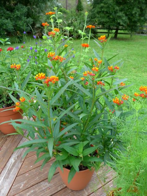 Milkweed Garden, Milkweed Butterfly, Butterfly Lady, Milkweed Seeds, Front Yard Plants, Milkweed Plant, Butterfly Plants, Invasive Plants, Fast Growing Plants