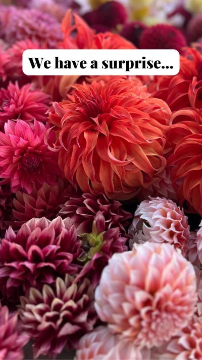 Buy These Dahlia Tubers for Best Market Blooms - Triple Wren Farms Dahlia Flower Garden, Rebecca Lynn, Dahlia Tubers, Dahlia Flower, Flower Farm, Station Wagon, Wren, Buckets, Dahlia