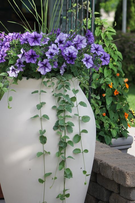 Vinca Vine Hanging Baskets, Vinca Vine, Black Eyed Susan Vine, Beacon House, Purple Petunias, House Landscaping, Container Gardens, Black Eyed Susan, House Landscape