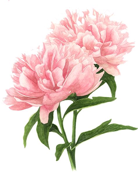 Peony Drawing, Peony Painting, Watercolor Peonies, 수채화 그림, Botanical Watercolor, Tree Drawing, By Grace, Pink Peonies, Instagram Repost