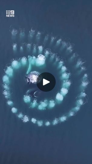 888K views · 28K reactions | Humpback whales create stunning Fibonacci spiral | When mathematics meets nature. 😍🐋 Humpback whales in Antarctic waters have showcased a stunning example of the Fibonacci spiral in the natural world -... | By 9 News Queensland | Facebook Fibonacci Examples, Fibonacci Shell, Fibonacci In Nature Patterns, Fibonacci In Nature, Fibonacci Sequence In Nature, Fibonacci Sequence, Fibonacci Spiral, Humpback Whale, Kids Education