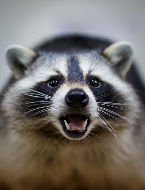 Animal Face Theory, Raccoon Pics, Satanic Tattoo, Raccoon Face, Satanic Tattoos, Trash Pandas, Raccoon Art, Animal Reference, Art Theory