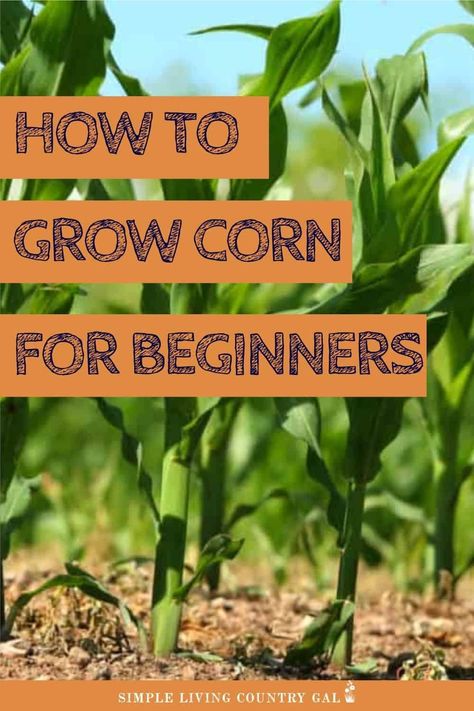 When To Plant Corn, How To Plant Corn, Corn Growing, Growing Sweet Corn, Grow Corn, Fertilization Process, Harvest Corn, Growing Corn, Indoor Vegetables