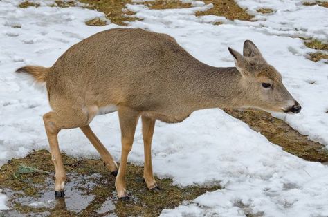 Deer Urine Deer Hoist, Deer Attractant, Deer Feed, Food Plots For Deer, Deer Feeders, Concealment Furniture, Ladder Stands, Compound Bows, Whitetail Deer Hunting