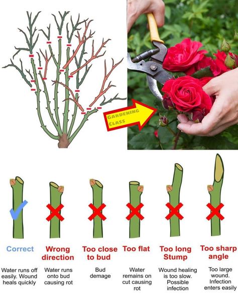 Trim Rose Bushes, When To Prune Roses, Rose Bush Care, Prune Roses, Rose Pruning, Rose Plant Care, Pruning Roses, Rose Care, Planting Roses