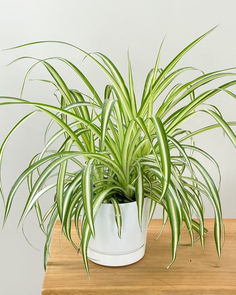 Medium live plant in black grower pot. Perfect for a table top or end table. We'll send you a picture of your new plant right before it ships and all PlantVine plants are covered by our 30 day guarantee. Usually ships in 1 to 3 days.  - Categories: Houseplants,Container Plants,Pet Friendly - Tags: Air Purifying Pot Gantung, Chlorophytum Comosum, Natural Probiotics, Potted Plants Outdoor, Spider Plant, Living Room Plants, Air Purifying Plants, Jade Plants, Interior Plants