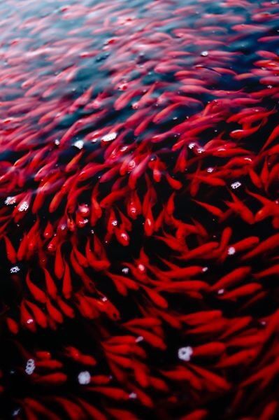 Red Fish Gentleman’s Essentials Carpe Koi, Affinity Photo, Red Fish, Valentines Gifts For Her, Root Chakra, Red Aesthetic, Underwater World, Koi Fish, Shades Of Red