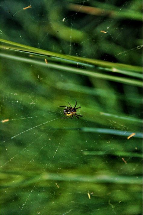 Spider Spiderman, Halloween Spider, Grass Green, Dahlia, Happy Halloween, Northern Lights, Spiderman, Natural Landmarks, Halloween