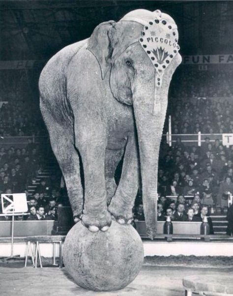 Elephant Elephant Balancing On A Ball, Elephant On A Ball, Circus Ball, Vintage Circus Photos, Circus Pictures, Old Circus, Circus Aesthetic, Pierrot Clown, Circus Sideshow