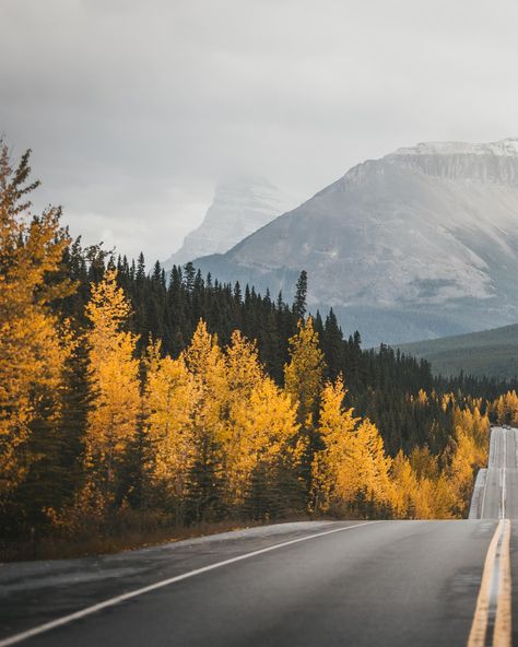 The roads in Banff is something special 🥰🍁🇨🇦 Driving the most scenic road out here in Banff will result in multiple “let’s pull over and take a pic”. Don’t say I didn’t warn you! Especially during this time of the year, the autumn colors are showing off, giving a beautiful warmth glow contrast with the snow capped mountains! It’s truly a photographer’s heaven! Although blogs I’ve read suggested a total of 3 hours to drive this scenic road, I highly recommend at least half a day to a full d... Mountain Valley Photography, Road To Mountains, Mountains Close Up, Car On Mountain Road, Mountain Drive, Snow Capped Mountains, Snow Caps, Scenic Roads, Autumn Colors