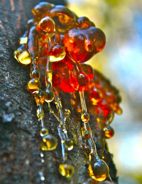 tree sap that looks like red and amber jewels. Tree Sap, Rocks And Gems, Jolie Photo, Natural Forms, Gems And Minerals, Science And Nature, Rocks And Minerals, Amazing Nature, The Tree