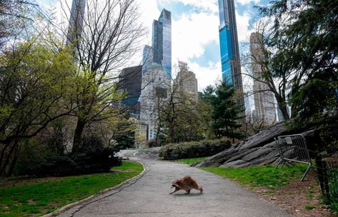 The week in wildlife – in pictures Simon Schama, Urban Habitat, Raccoon Dog, Park In New York, Animal Groups, Racoon, Wild Animals, Central Park, The Guardian