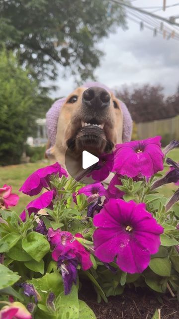 Good Boy Ollie 🐶 on Instagram: "There’s something strange about Ollie’s garden 🤔🦖" Good Boy Ollie, Sweet Videos, Good Boy, Animal Videos, Married Life, Animal Gifs, My Happy Place, Funny Animal Videos, Funny Animal