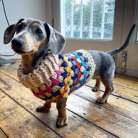 Crochet Dog Sweater Free Pattern, Crochet Dog Clothes, Dog Sweater Crochet Pattern, Dog Sweater Pattern, Crochet Dog Patterns, Crochet Dog Sweater, Dog Clothes Patterns, Crochet Dog, Sweater Crochet Pattern