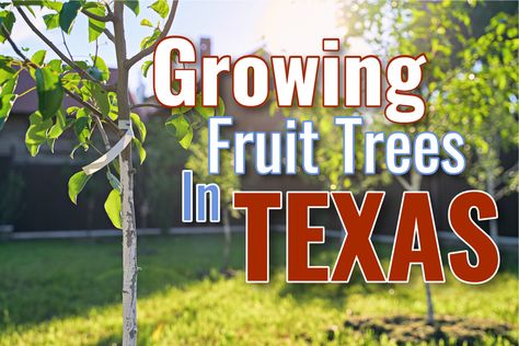 Texas Trees, When To Plant Vegetables, Growing Fruit Trees, Tree Growing, Neat Tricks, Texas Gardening, Fruit Tree, Growing Fruit, Best Fruits