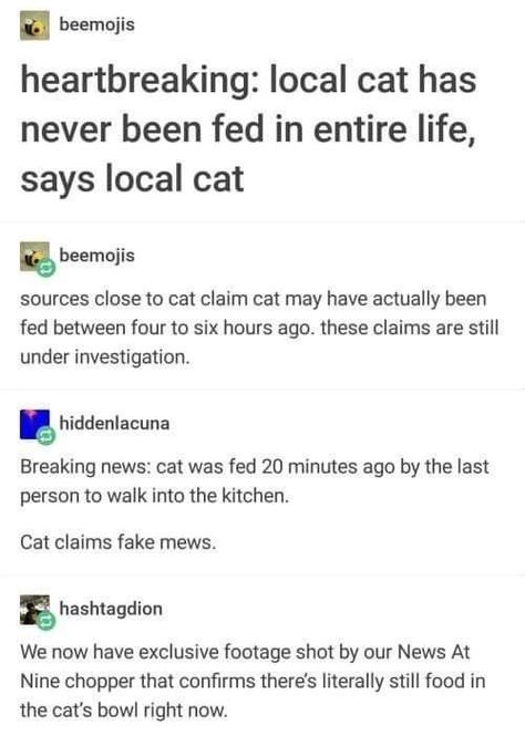 Wholesome And Silly Short Cat Stories And Threads - I Can Has Cheezburger? Wholesome Cat, Cat Stories, Cats Aesthetic, What’s Going On, Animal Memes, Tumblr Funny, Funny Posts, Funny Cute, Cat Memes