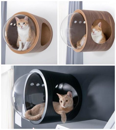 Bubble Wall Cat Bed Katt Grejer, Modern Cat Bed, Cat Bedroom, Cat Houses, Bubble Wall, Diy Apartment Decor, Cat Shelves, Window Bed, Small Cat