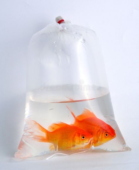 Gold fish in plastic bag. Gold fishes in plastic bag , #spon, #fish, #Gold, #plastic, #fishes, #bag #ad Fish In Plastic Bag, Goldfish Tank, School Fair, School Carnival, Swedish Fish, Childhood Memories 70s, Fun Fair, Fish In A Bag, Pet Fish