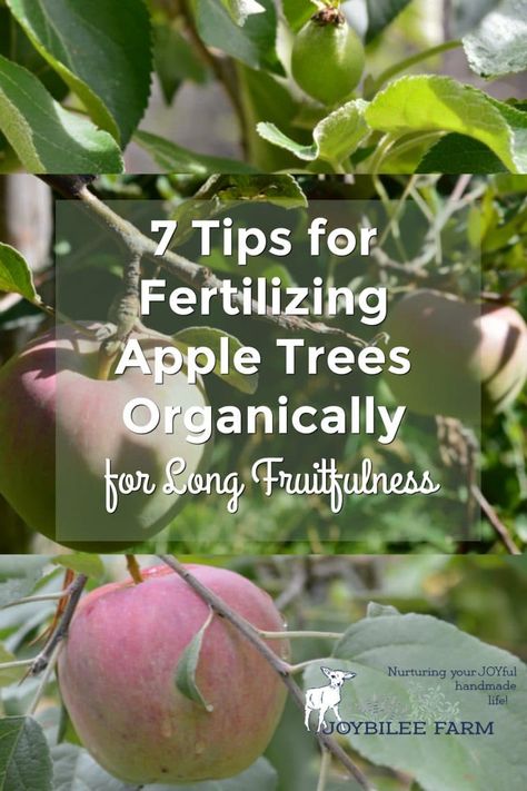 Fertilizing apple trees and other fruit trees will keep your orchard healthy and productive. But knowing when to fertilize and how to do it organically can be confusing. These tips will give clarity. Growing Apple Trees, Apple Tree Care, Pruning Apple Trees, Fruit Trees Backyard, Planting Fruit Trees, Fruit Tree Garden, Pruning Fruit Trees, Orchard Garden, Growing Fruit Trees