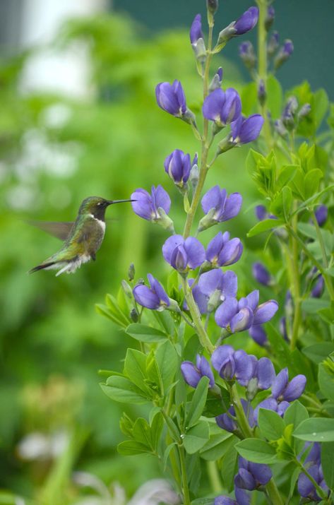 Blue Wild Indigo, Wildflower Cottage, Baptisia Australis, Flower Garden Plans, Wild Indigo, Hummingbird Plants, Fantasy Garden, Moon Nursery, Dry Creek