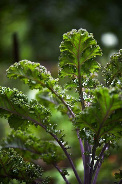 Grow Kale, Growing Kale From Seed, Purple Kale Plant, Types Of Kale, Kale Photograph, Harvesting Kale, Red Russian Kale, Flowering Kale, Kale Plant