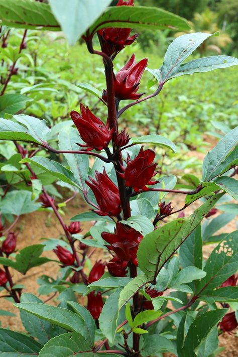 Roselle Hibiscus Farm in Sri Lanka Hibiscus Roselle, Roselle Plant, Logo Flor, Roselle Hibiscus, Composting 101, Hibiscus Sabdariffa, Herbal Plants, Galaxy Wallpaper Iphone, Garden Idea