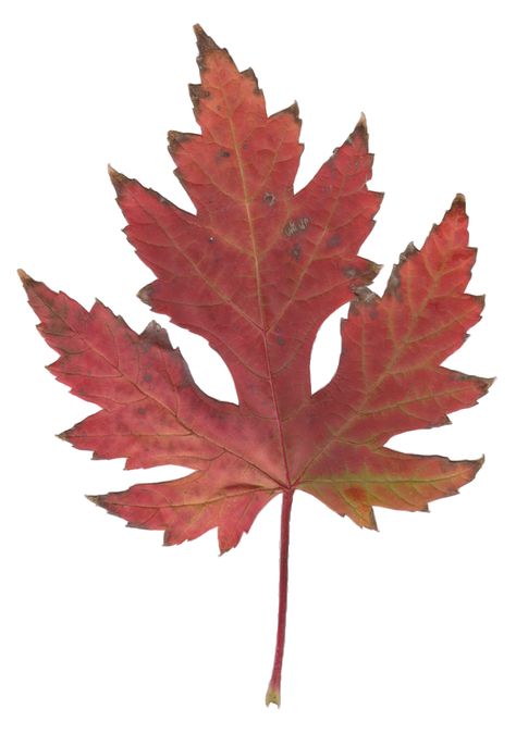 Maple Leaf Images, Silver Maple Leaf, Leaf Images, Leaf Coloring, Fall Leaves, Canada Flag, Wikimedia Commons, Maple Leaf Tattoo, Maple Leaf