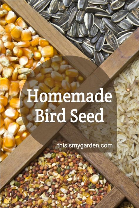 Homemade Bird Seed, Suet Recipe, Backyard Birds Feeders, Backyard Birds Sanctuary, Bird Suet, Bird Seed Ornaments, Bird Feeder Craft, Black Oil Sunflower Seeds, Homemade Bird Feeders