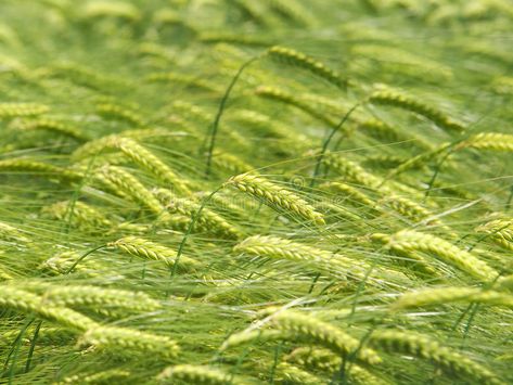 Barley Field Aesthetic, Barley Field, Field Aesthetic, Food Background, Green Field, Summer Food, Booth Design, Design Display, Barley