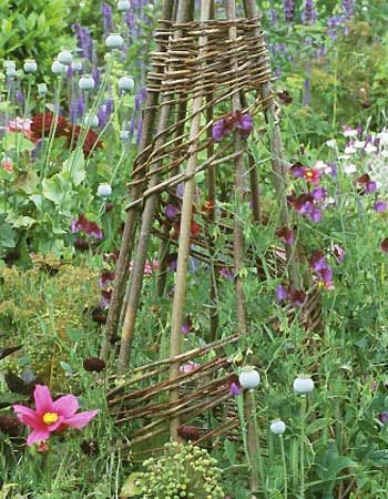 Wigwam and sweet peas New Garden Ideas, Cornwall Garden, Gardeners World, Natural Fence, Old Bicycle, Garden Design Layout, New Garden, Mini Makeover, Garden Show