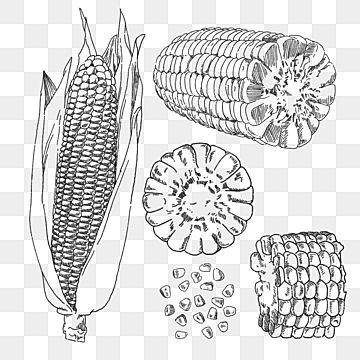 corn,menu,vegetables,delicious food,hand painted,element,line drawing,plant,corn grain,corn cob,ingredients,western-style food,hand clipart,vegetables clipart,drawn clipart,corn clipart,plant clipart,menu clipart,cartoon corn Corncob Tattoo, Corn Plant Tattoo, Corn Field Tattoo, Corn On The Cob Tattoo, Corn Drawing Simple, Corn On The Cob Drawing, Corn Sketch, Corn Tattoo, Line Drawing Plant