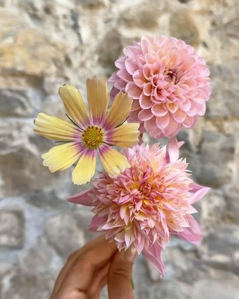 Emily Avenson on Instagram: "A very warm welcome to the most beautiful dahlia seedling tucked carefully into the center of this centerpiece… a color palette infused with the golden glow of late summer sun ☀️ 
#ayearinflowers #inspiredbypetals #fromthegarden #fieltovase #farmerflorist #capturingcolour" Late Summer Wedding Colors, Late Summer Wedding, Late Summer Weddings, Summer Wedding Colors, Golden Glow, Late Summer, Summer Sun, Dahlia, The Golden