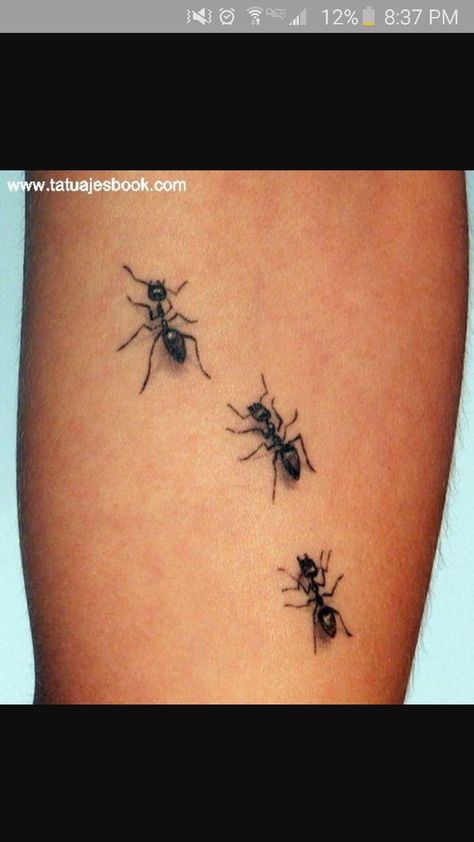 Tato 3d, Ant Tattoo, Tier Tattoo, Insect Tattoo, Bug Tattoo, Tattoo Bracelet, 3d Tattoos, 3d Tattoo, Symbolic Tattoos