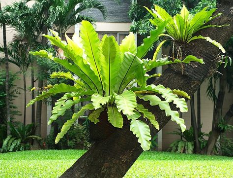 Full Sun Container Plants, Asplenium Nidus, Big Leaf Plants, Bird's Nest Fern, Types Of Ferns, Tropical Landscape Design, Rainforest Plants, Ferns Garden, Pathway Landscaping