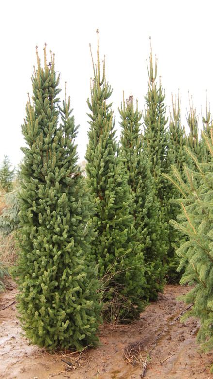 Picea abies 'Cupressina' Norway Spruce | Conifer Kingdom Side Patio, Evergreen Landscape, Simple Backyard, Conifers Garden, Picea Abies, Norway Spruce, Landscaping Trees, Columnar Trees, Evergreen Garden