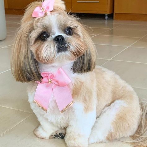 https://t.me/adoptshihtzupuppies Shihtzu Hairstyle, Gwen Haircut, Corte Shitzu, Shitzu Haircuts, Shitzu Dogs Haircuts, Bolo Tom E Jerry, Shih Tzu Hair Styles, Micro Poodle, Shitzu Poodle