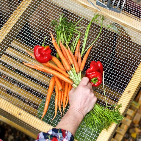 Veggie Washing Station, Vegetable Washing Station, Washing Veggies, Vegtable Garden, Fence Diy, Happy First Day Of Fall, Washing Station, How To Wash Vegetables, Outdoor Sinks