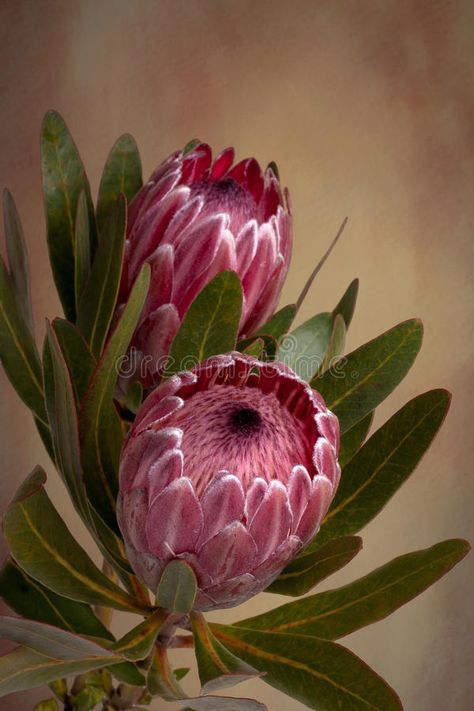 Pink Protea, Protea Art, Australian Flowers, Protea Flower, Australian Native Flowers, Australian Native Plants, African Flowers, Unusual Flowers, Native Garden