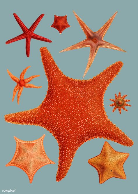 Starfish varieties set illustration | free image by rawpixel.com Sea Star Illustration, Painting Stars, Starfish Painting, Star Sea, Starfish Project, Sea Starfish, Octopus Illustration, Prince Of Monaco, Star Illustration