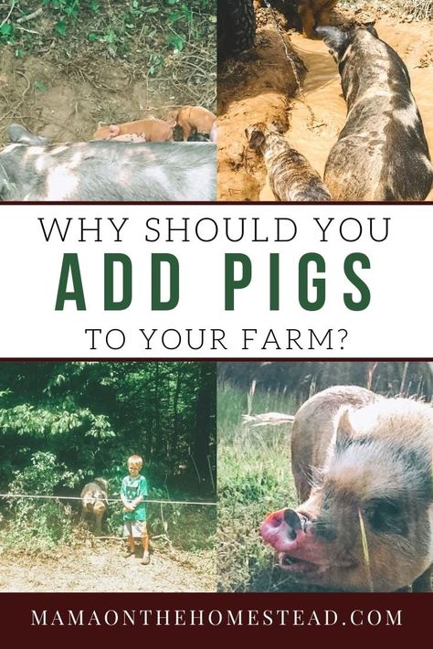 Are you trying to decide what type of livestock would be best for your farm? Here are 7 reasons why you should consider raising pigs on your homestead. #pigs #raisingpigs #pasturedpigs #livestock #homesteading #homesteadanimals #farmanimals #homesteadlife #homesteadmama Pigs Farming Livestock, Pastured Pigs, Raising Livestock, Homestead Animals, Starting A Farm, Pig Breeds, Raising Pigs, Modern Homestead, Pig Pen