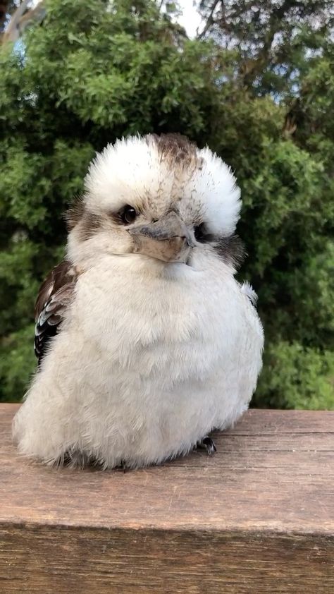 Grover Washington, Bill Withers, Just The Two Of Us, Image Nature, Lovely Creatures, Australian Birds, Little Family, Funny Birds, Pretty Birds