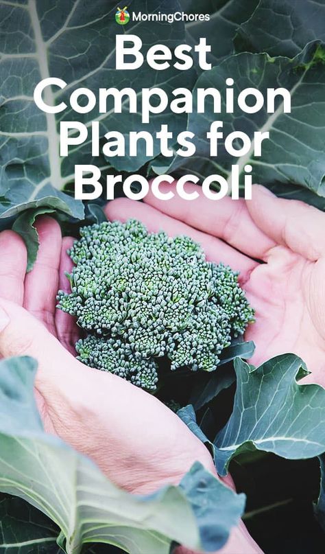 How To Grow Broccoli, Grow Broccoli, Broccoli Leaves, Best Companion Plants, Companion Planting Chart, Broccoli Plant, Growing Broccoli, Mint Garden, Cabbage Worms