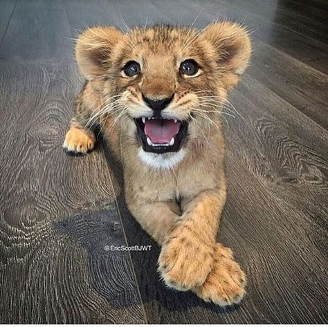 Happy baby 😊😙😙 Please check out @wildlifeplanet for more amazing nature and animals photos @wildlifeplanet  Photography by @ericscattbjwt #Wildgeography Lion Roar, Baby Animals Pictures, Cute Lion, Lion Cub, Baby Lion, Baby Animals Funny, Cute Wild Animals, Cute Animal Pictures, Cute Creatures