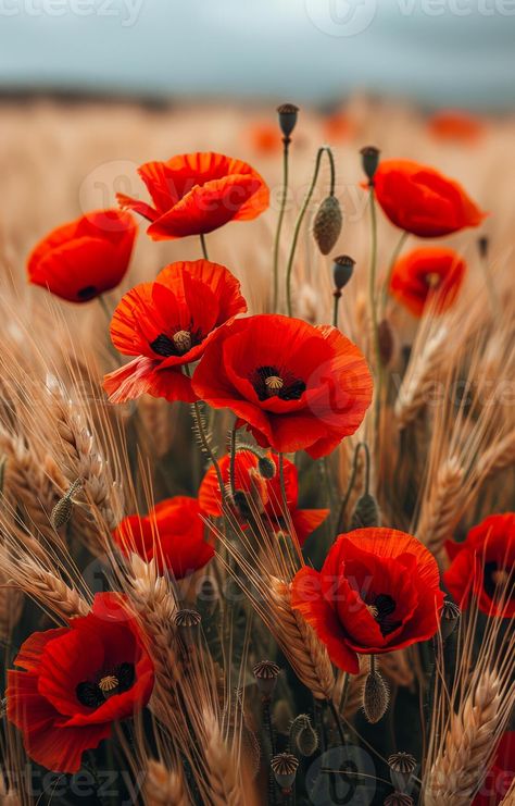 Download the Red poppies in the field. A photo of red poppies in the middle of a golden wheat field 46369050 royalty-free Stock Photo from Vecteezy for your project and explore over a million other images and backgrounds. Funny Cat Pics, Pandas, Poppy Field Photography, Annie Wallpaper, Poppy Aesthetic, Country Life Photography, Nature Flowers Photography, Poppies Photography, Golden Wheat Field