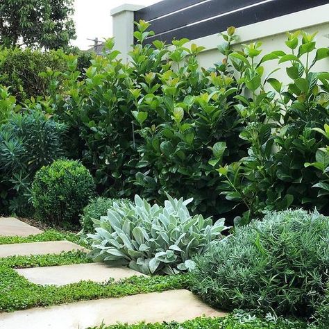 F I G L A N D S C A P E S on Instagram: "Getting some much needed maintenance done at our Dover Heights project. After 10 months in the ground it's cool to see the planting taking shape! #gardens #gardendesign #coastalgarden #landscaper #landscapersydney #landscapedesign #sandstone" Front Of The House Landscaping Ideas, Fig Landscapes, Byron Bay House, Hampton Garden, Gardening Design Diy, Front Garden Landscape, Front Garden Design, Front Yard Garden Design, Modern Garden Design