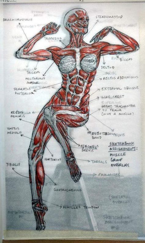 Human Body Anatomy, Muscular System, Human Anatomy Drawing, Muscle Anatomy, Human Figure Drawing, Human Anatomy Art, Anatomy Sketches, Anatomy For Artists, Medical Art