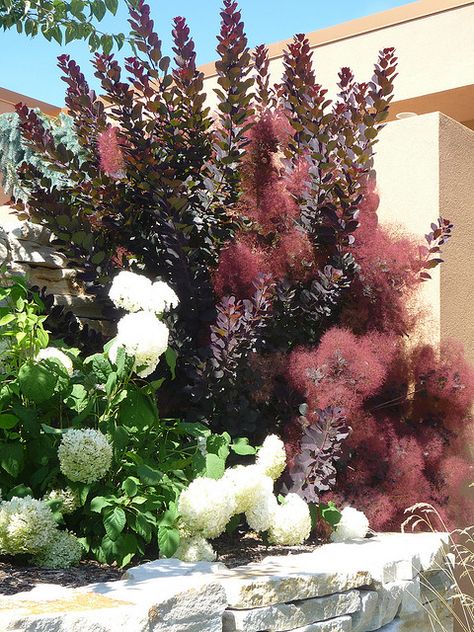 Annabelle Hydrangea and Purple Smokebush by gardentrek, via Flickr....Smokebush would look great behind my spring alliums!!! Smokebush Tree, Purple Smokebush, Cotinus Coggygria, Annabelle Hydrangea, Hydrangea Landscaping, Landscaping Retaining Walls, Foundation Planting, Front Landscaping, Front House Landscaping