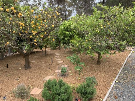 Citrus Grove Backyard, Orchard Landscape Design, Backyard Orchard Design, Small Backyard Orchard Layout, Small Orchard Garden, Mini Orchard Ideas, Home Orchard Layout, Front Yard Orchard, Backyard Orchard Layout